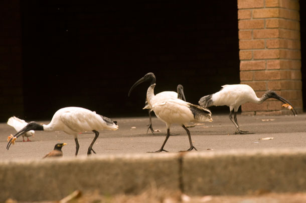 13-Wildlife-everywhere