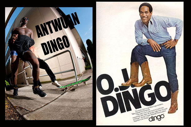 dingos