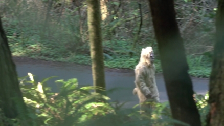 Satori's Bigfoot: The Truth Revealed