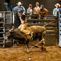 MASHER: Bowls and Bulls